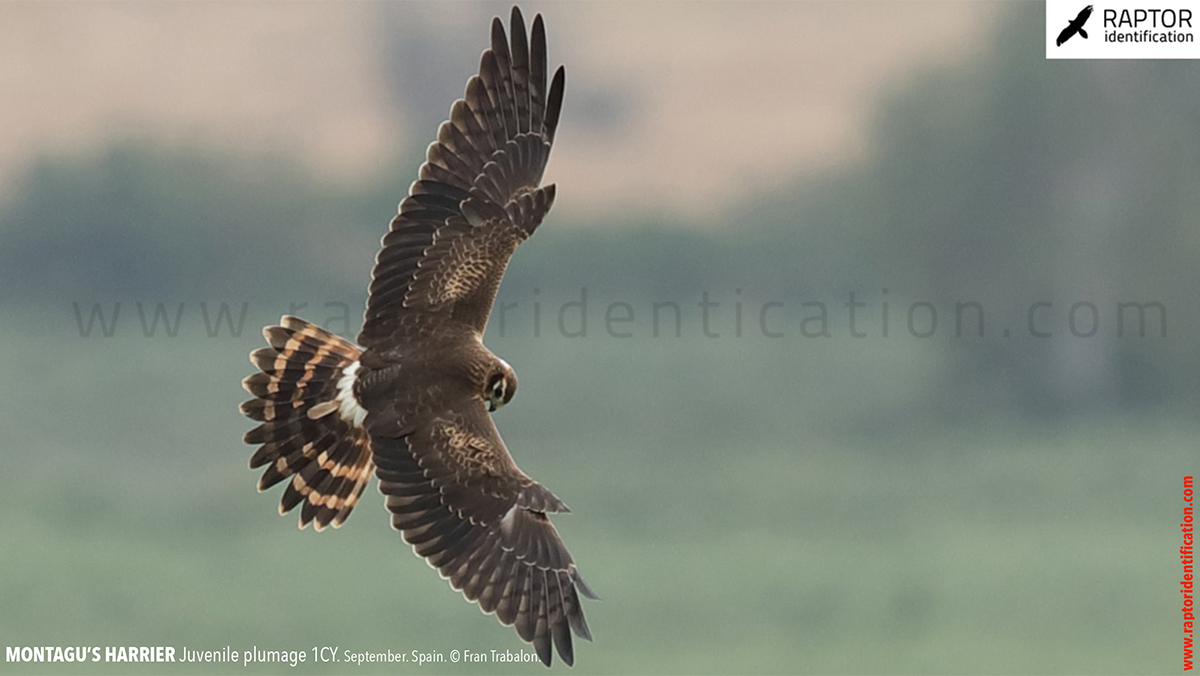 Juvenile-Montagu's-Harrier-identification-circus-pygargus