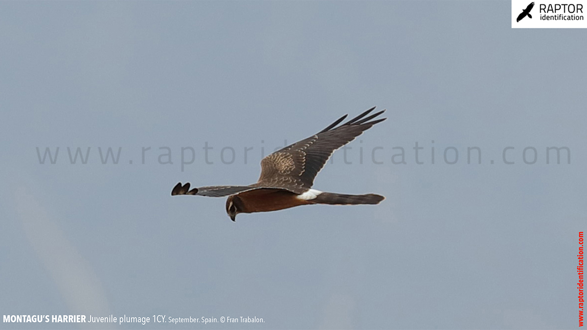 Juvenile-Montagu's-Harrier-identification-circus-pygargus