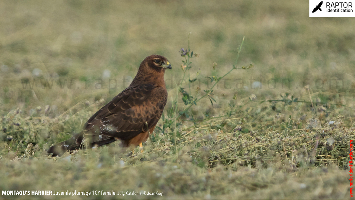 Juvenile-Montagu's-Harrier-identification-circus-pygargus