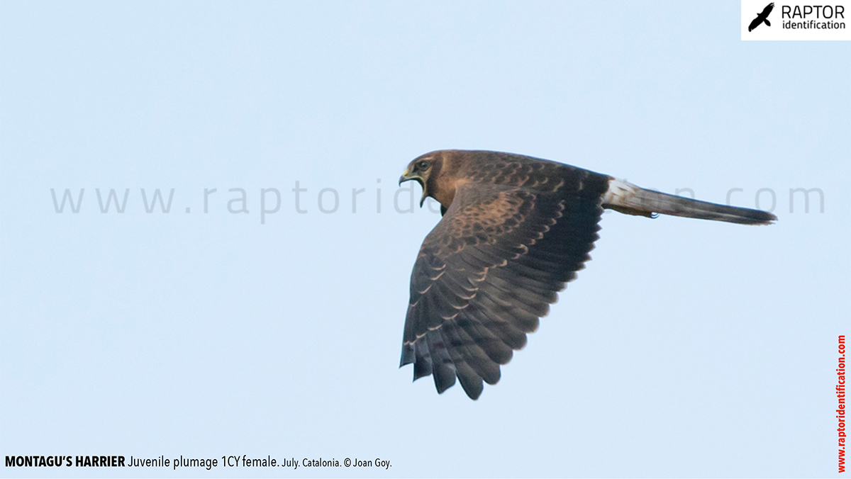 Juvenile-Montagu's-Harrier-identification-circus-pygargus