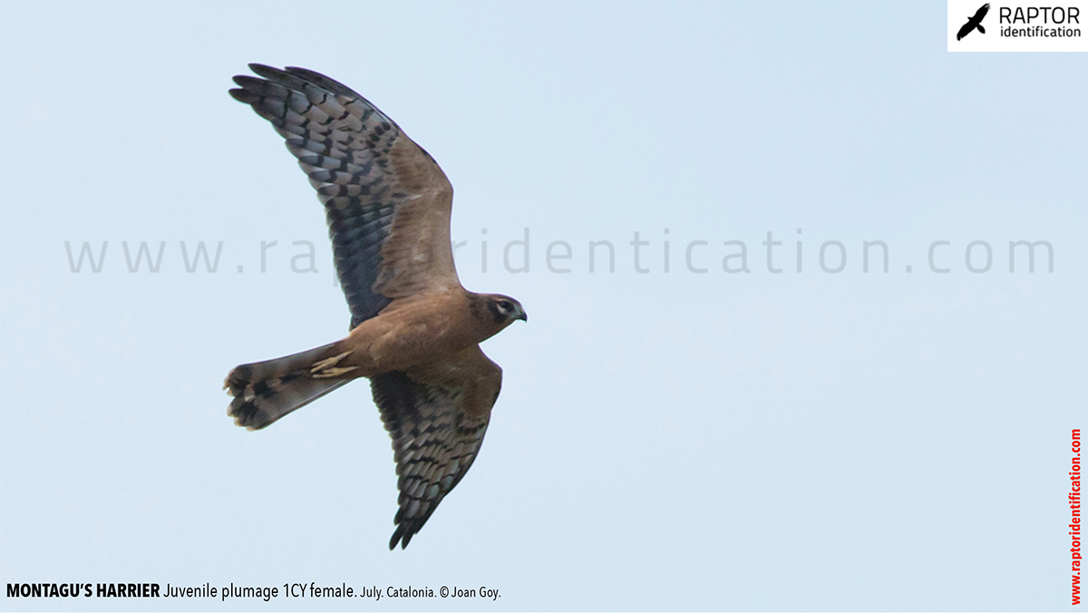 Juvenile-Montagu's-Harrier-identification-circus-pygargus