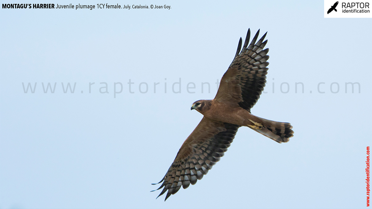 Juvenile-Montagu's-Harrier-identification-circus-pygargus