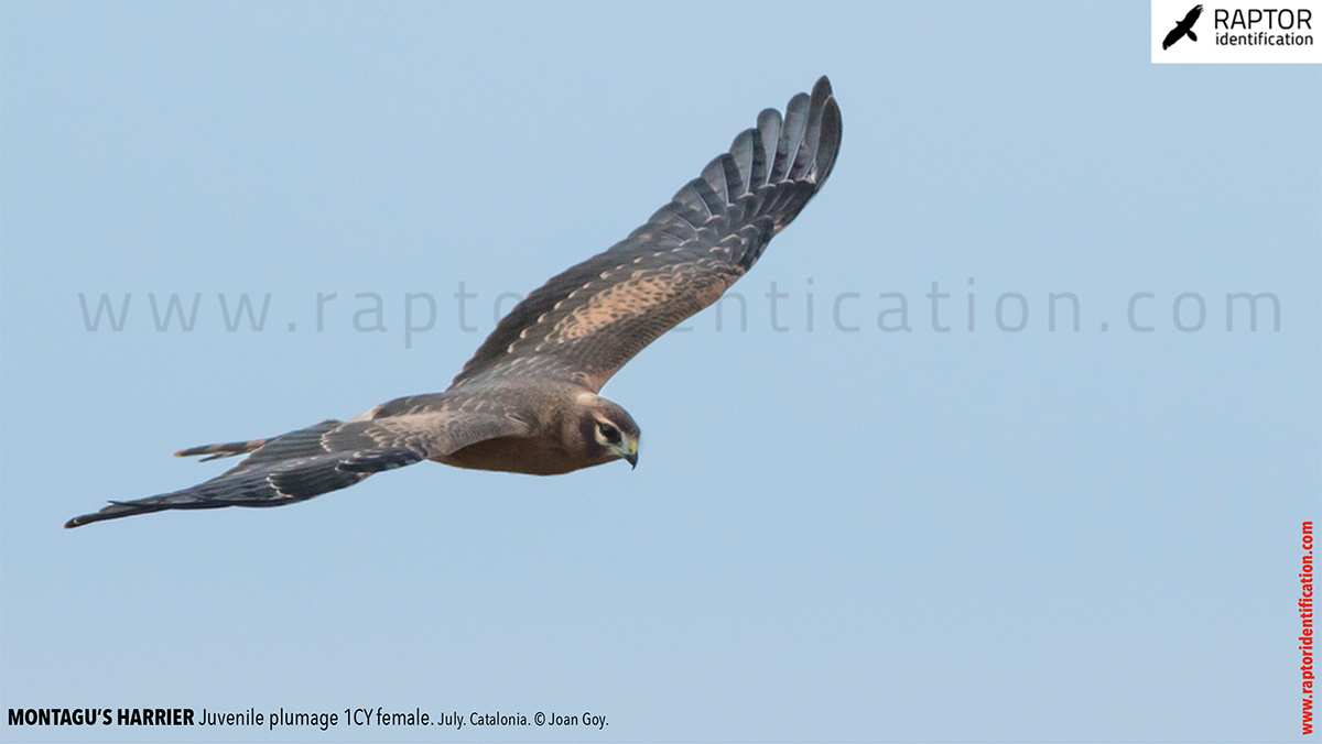 Juvenile-Montagu's-Harrier-identification-circus-pygargus