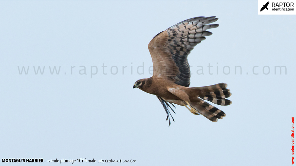 Juvenile-Montagu's-Harrier-identification-circus-pygargus