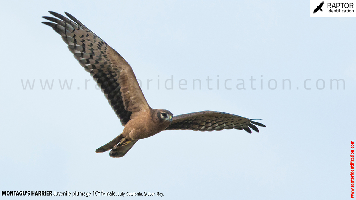 Juvenile-Montagu's-Harrier-identification-circus-pygargus