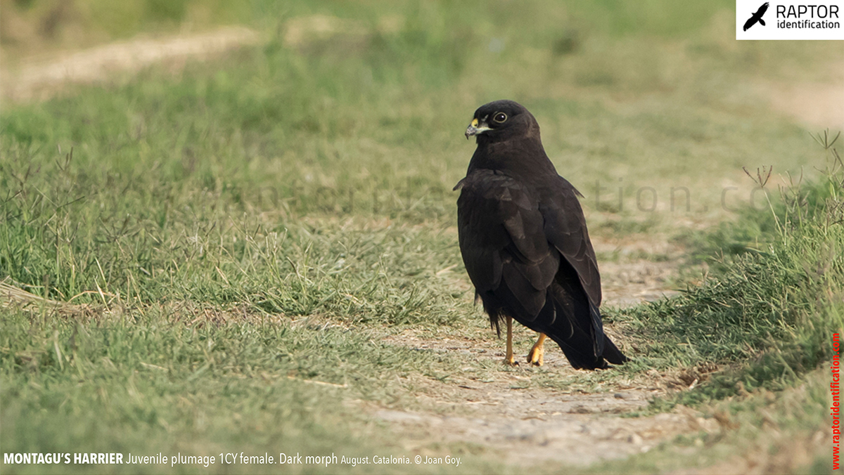 Juvenile-Montagu's-Harrier-identification-circus-pygargus-dark-morph