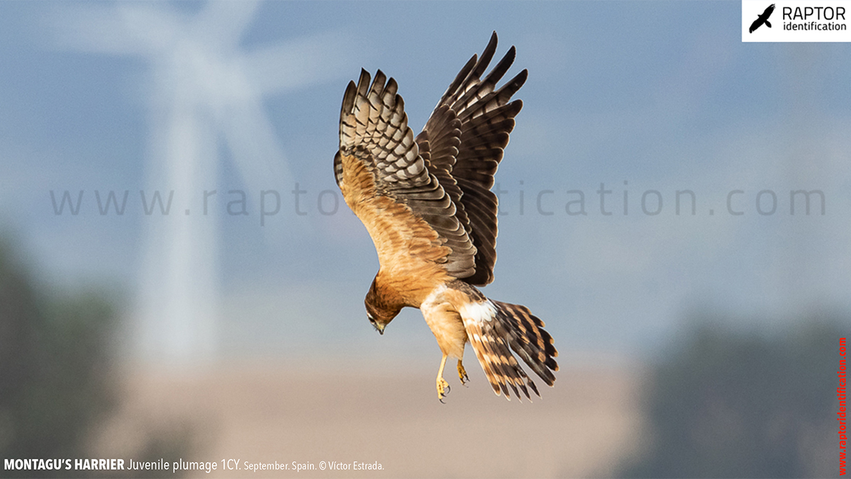 Juvenile-Montagu's-Harrier-identification-circus-pygargus