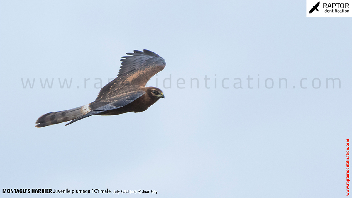 Juvenile-Montagu's-Harrier-identification-circus-pygargus