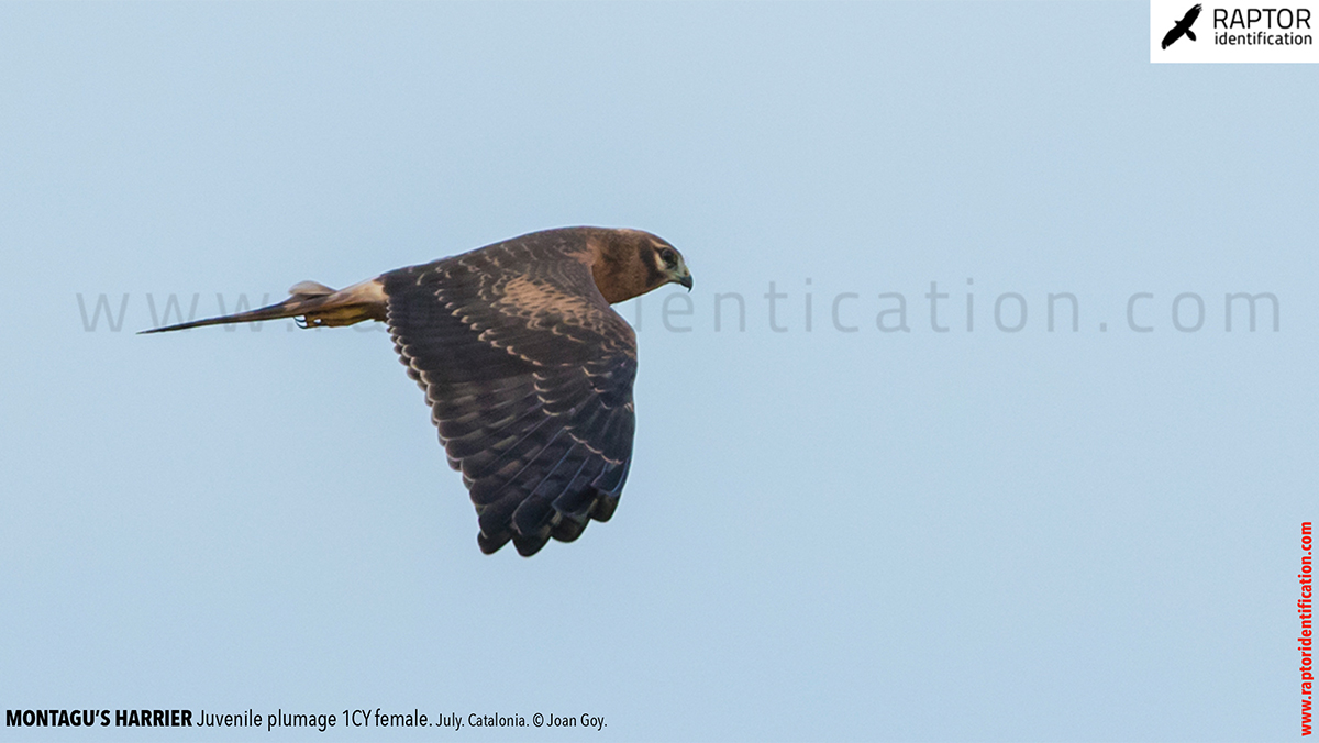 Juvenile-Montagu's-Harrier-identification-circus-pygargus