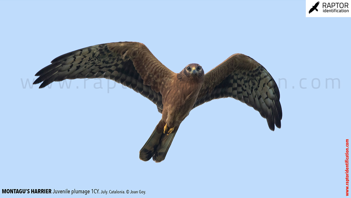 Juvenile-Montagu's-Harrier-identification-circus-pygargus