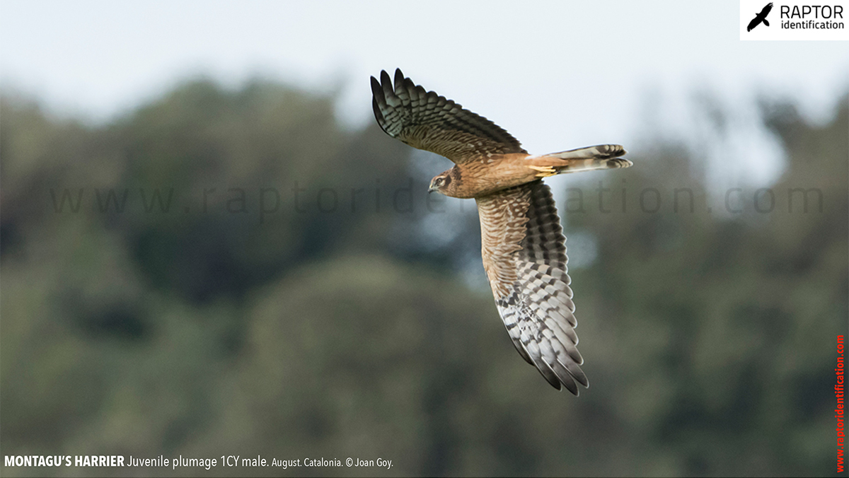 Juvenile-Montagu's-Harrier-identification-circus-pygargus