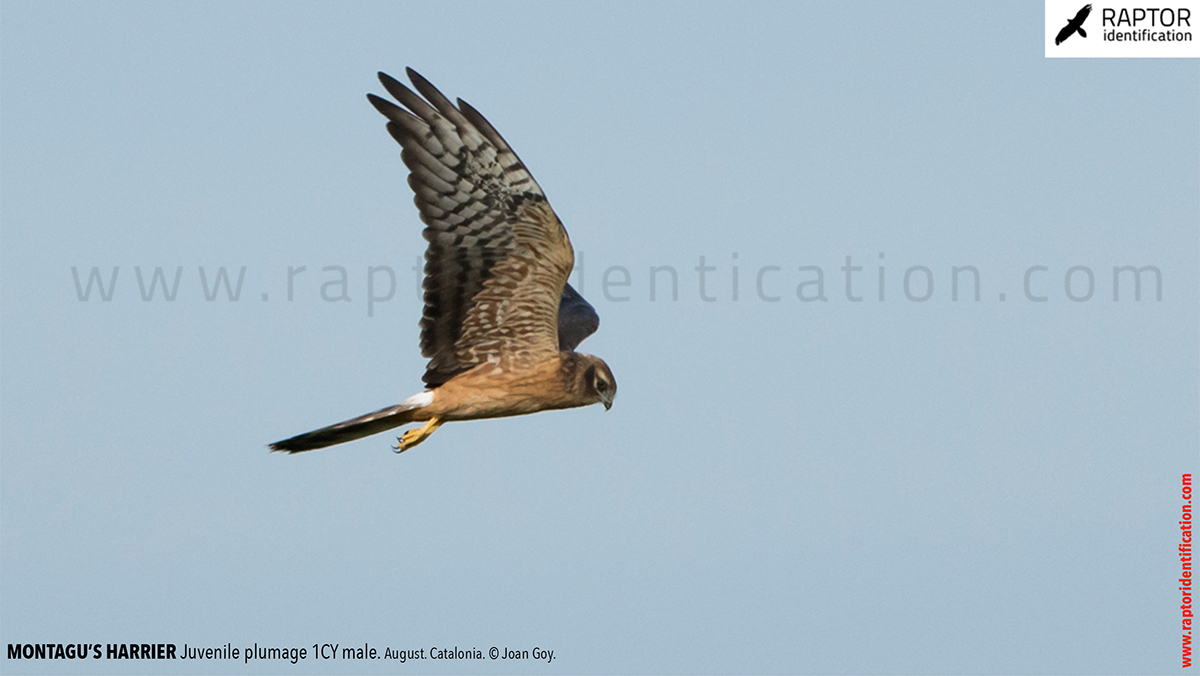 Juvenile-Montagu's-Harrier-identification-circus-pygargus