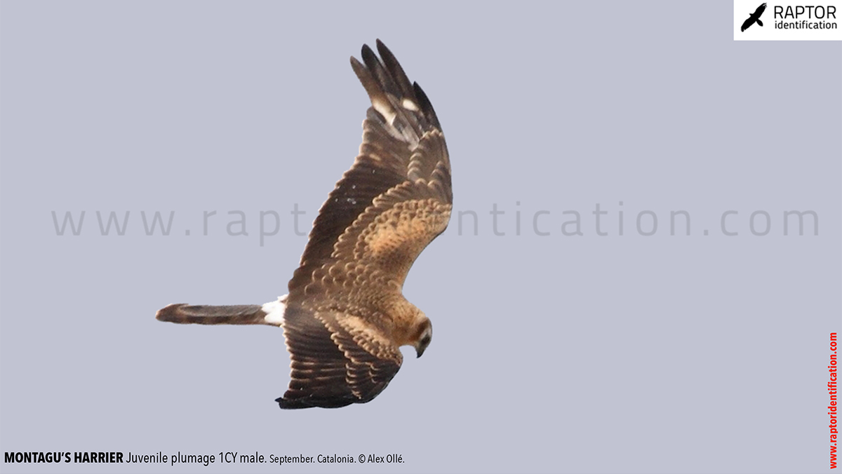 Juvenile-Montagu's-Harrier-identification-circus-pygargus