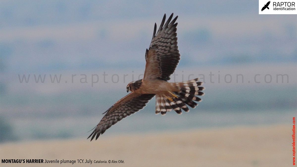 Juvenile-Montagu's-Harrier-identification-circus-pygargus