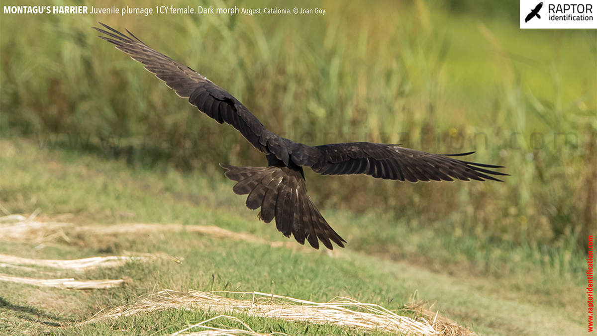 Juvenile-Montagu's-Harrier-identification-circus-pygargus-dark-morph