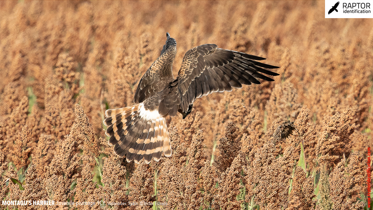 Juvenile-Montagu's-Harrier-identification-circus-pygargus