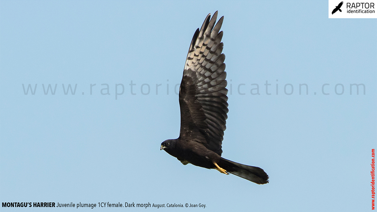 Juvenile-Montagu's-Harrier-identification-circus-pygargus-dark-morph