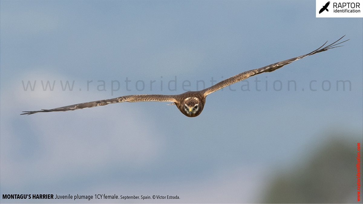 Juvenile-Montagu's-Harrier-identification-circus-pygargus