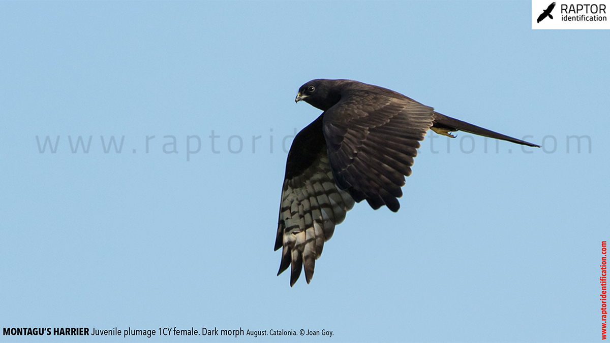 Juvenile-Montagu's-Harrier-identification-circus-pygargus-dark-morph