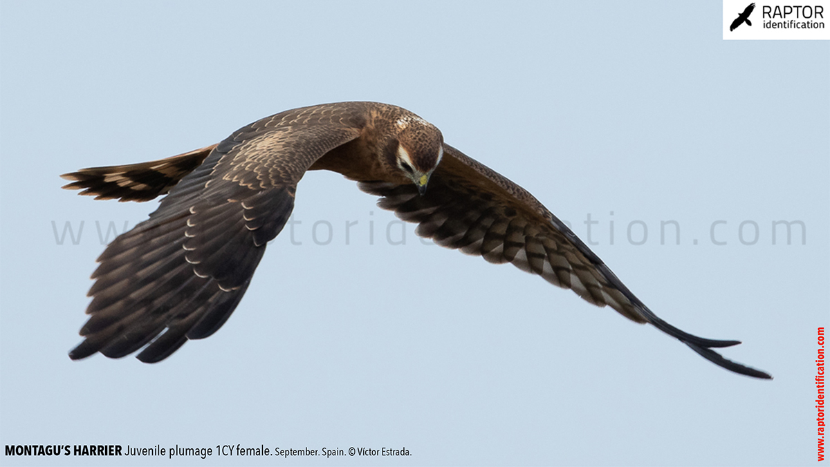 Juvenile-Montagu's-Harrier-identification-circus-pygargus