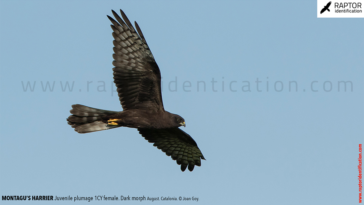 Juvenile-Montagu's-Harrier-identification-circus-pygargus-dark-morph