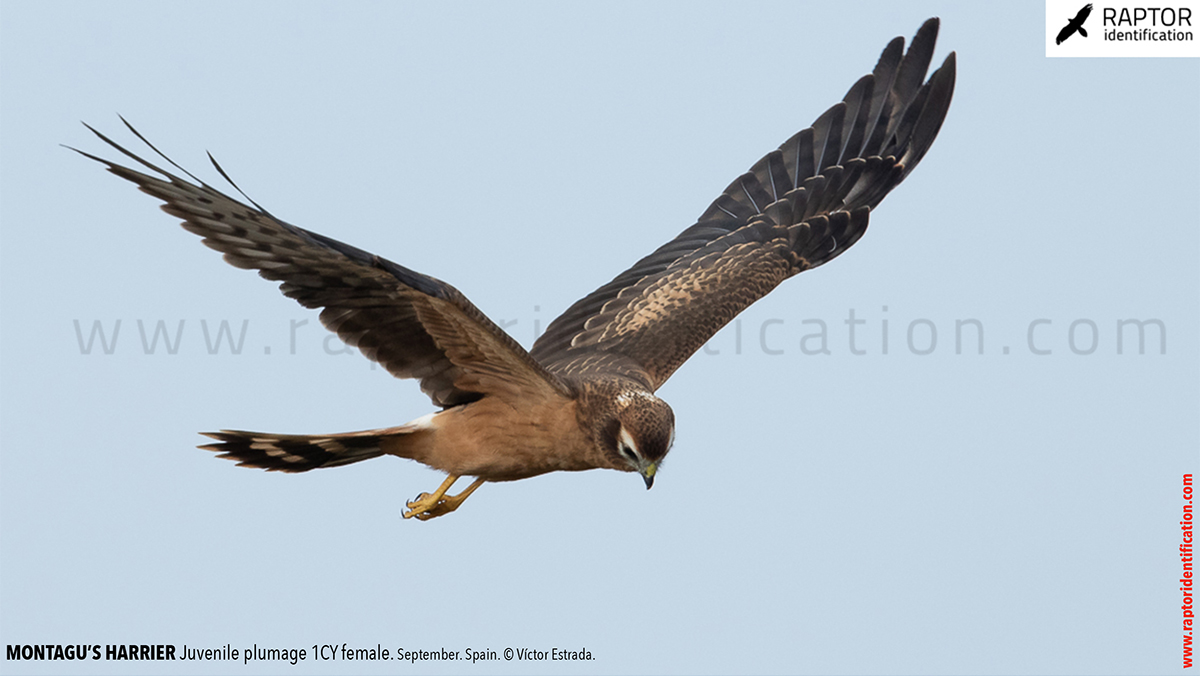 Juvenile-Montagu's-Harrier-identification-circus-pygargus