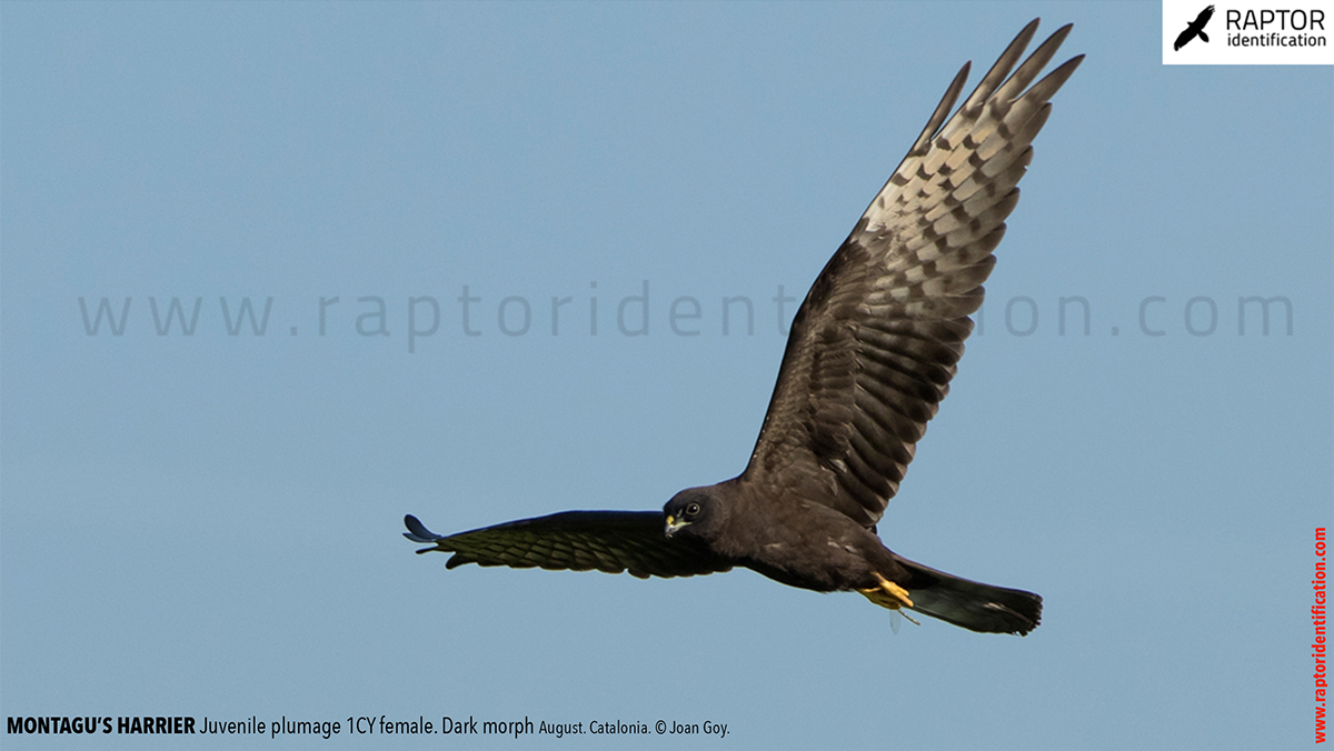 Juvenile-Montagu's-Harrier-identification-circus-pygargus-dark-morph