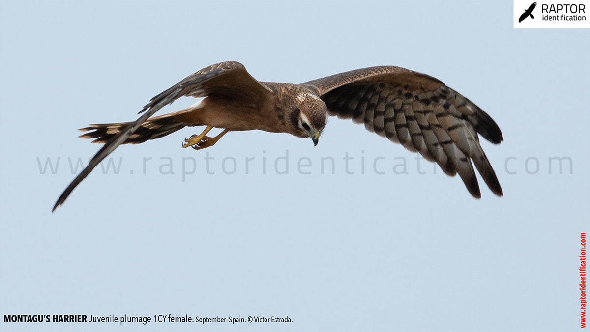 Juvenile-Montagu's-Harrier-identification-circus-pygargus