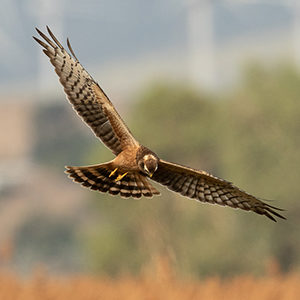 Juvenile-Montagu's-Harrier-identification-circus-pygargus