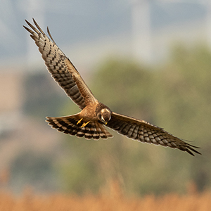 Juvenile-Montagu's-Harrier-identification-circus-pygargus