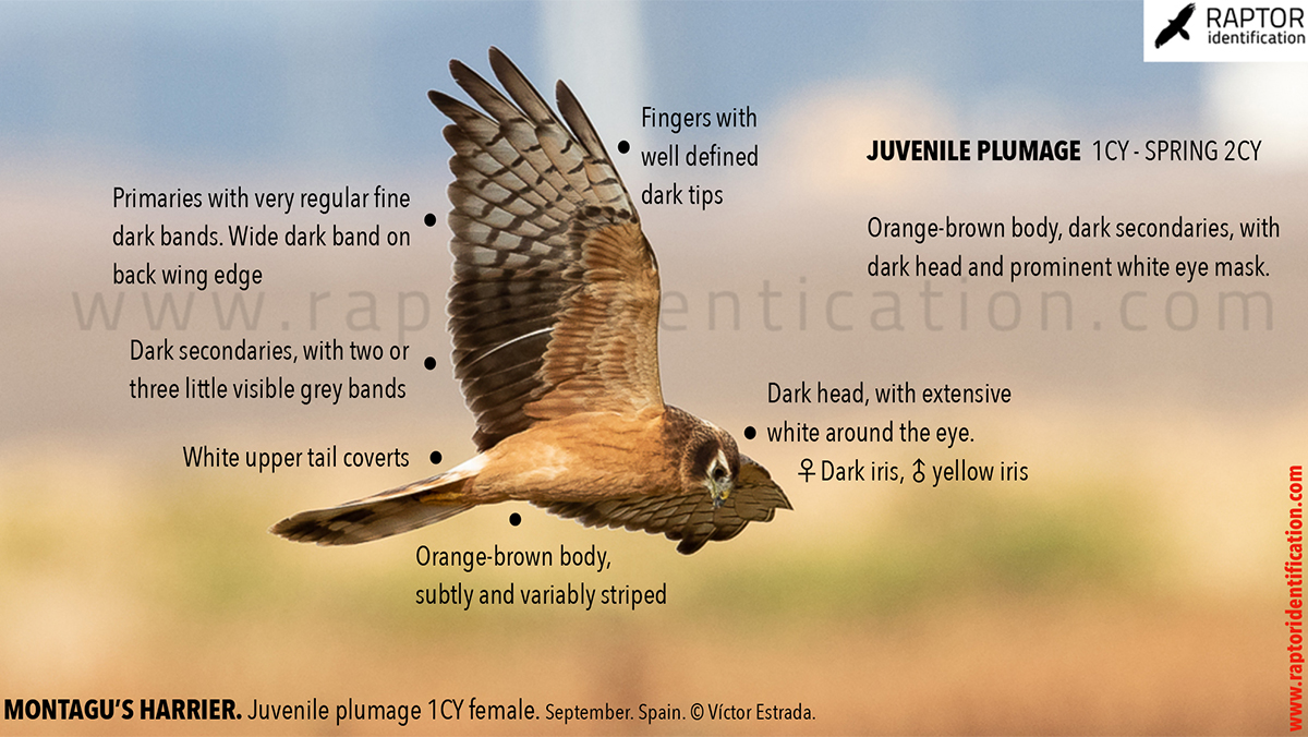 Juvenile-Montagu's-Harrier-identification