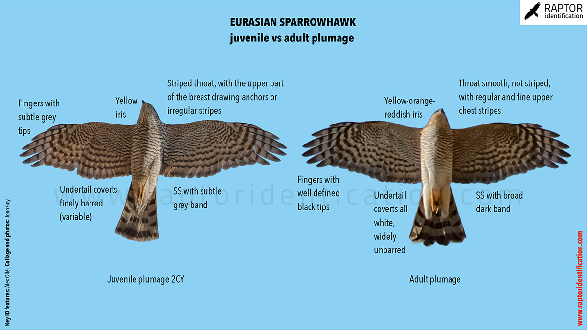 Sparrowhawk_juvenile vs adult plumage