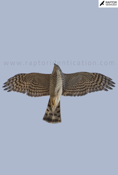 Sparrowhawk_juvenile vs adult plumage