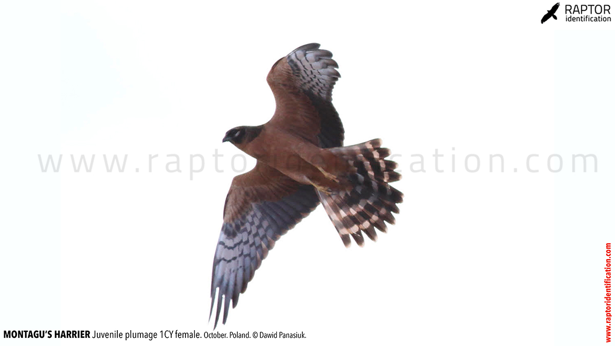 Juvenile-Montagu's-Harrier-identification-circus-pygargus