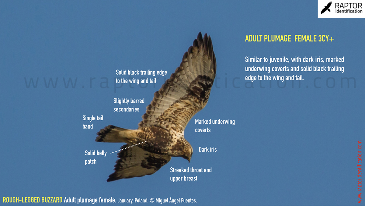 Rough-legged-buzzard-female-adult-identification-buteo-lagopus