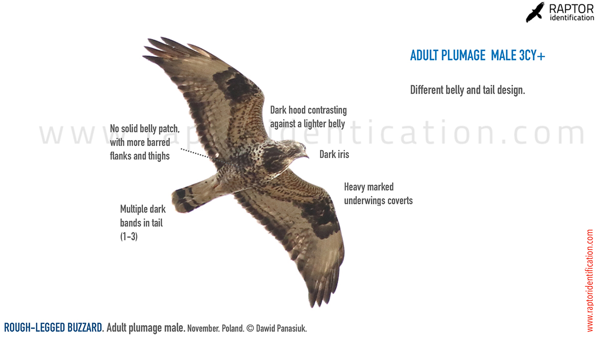 Rough-legged-buzzard-male-adult-identification-buteo-lagopus