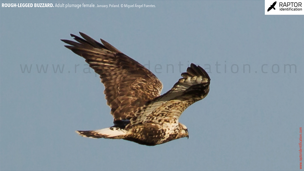 Rough-legged-buzzard-female-adult-identification-buteo-lagopus