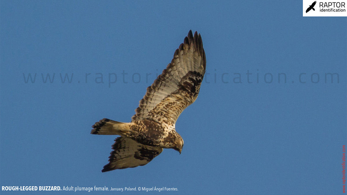 Rough-legged-buzzard-female-adult-identification-buteo-lagopus