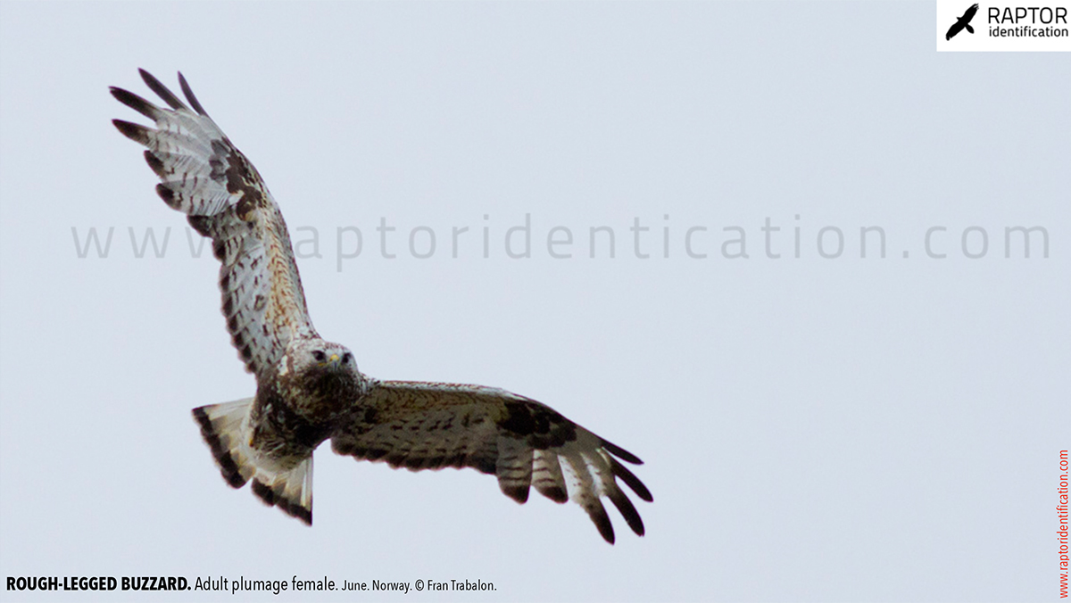 Rough-legged-buzzard-female-adult-identification-buteo-lagopus