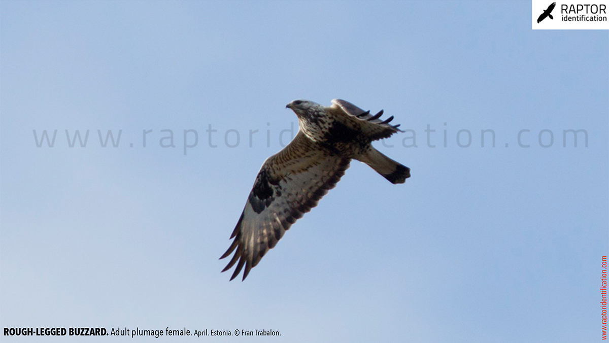 Rough-legged-buzzard-female-adult-identification-buteo-lagopus