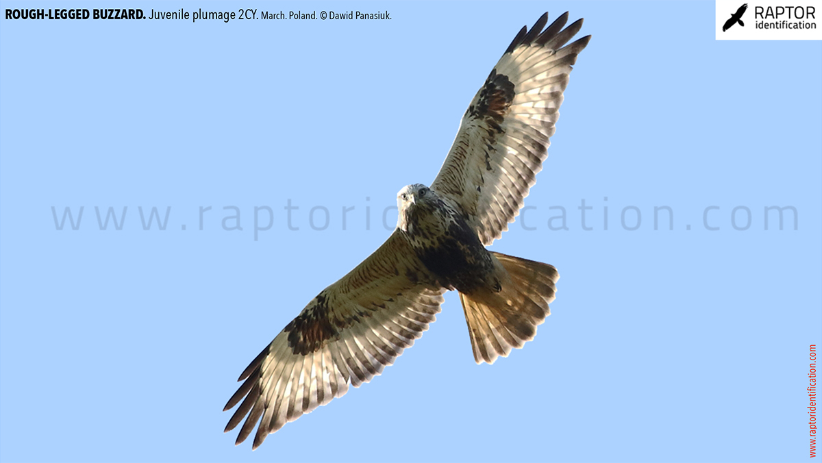 Buteo-lagopus-juvenile-plumage-rough-legged-buzzard