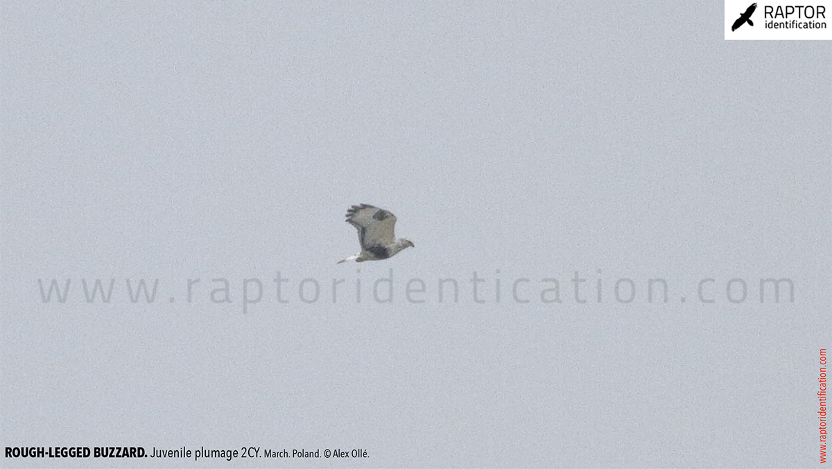 Buteo-lagopus-juvenile-plumage-rough-legged-buzzard