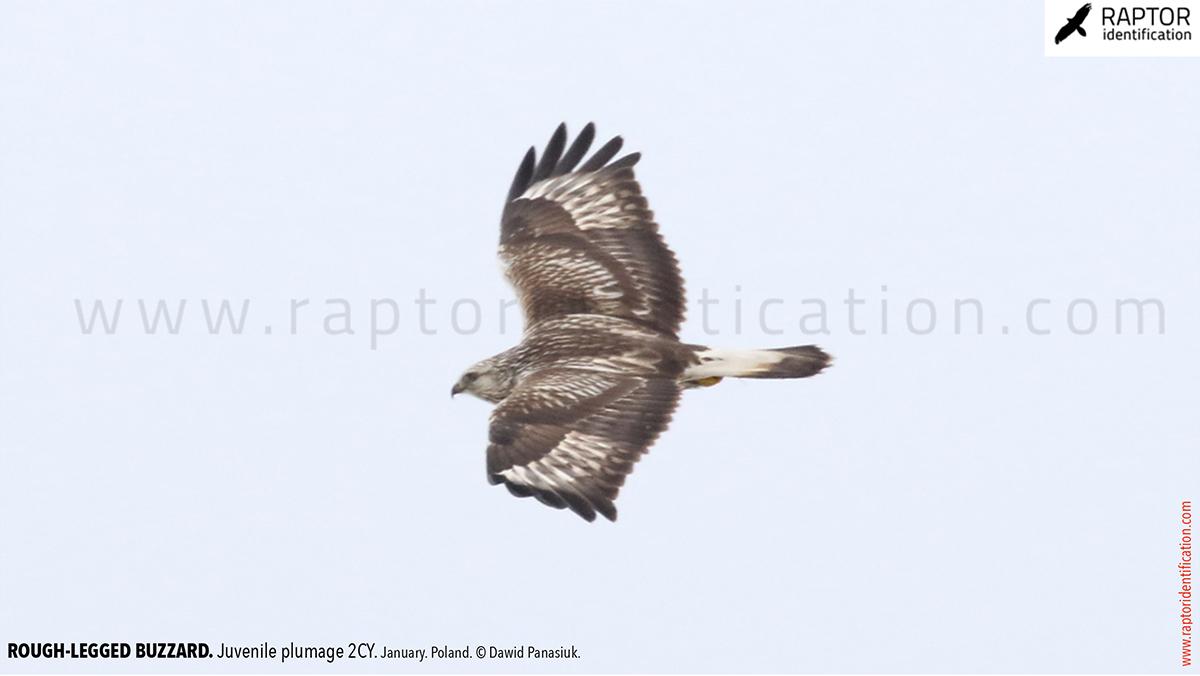 Buteo-lagopus-juvenile-plumage-rough-legged-buzzard