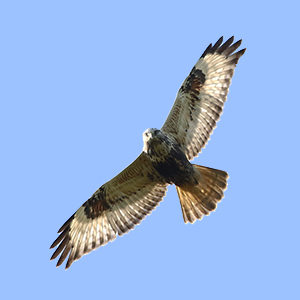 Buteo-lagopus-juvenile-plumage-rough-legged-buzzard