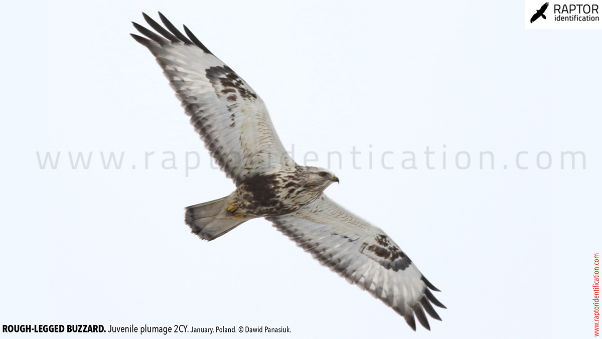 Buteo-lagopus-juvenile-plumage-rough-legged-buzzard