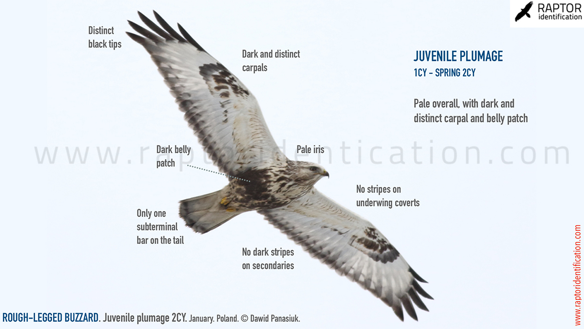 Buteo-lagopus-juvenile-plumage-rough-legged-buzzard