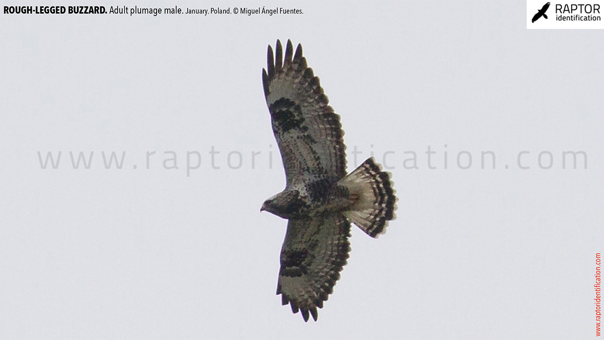 Rough-legged-buzzard-male-adult-identification-buteo-lagopus