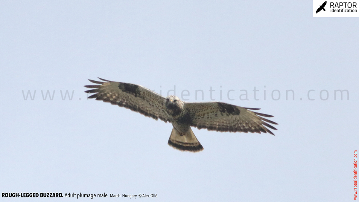 Rough-legged-buzzard-male-adult-identification-buteo-lagopus