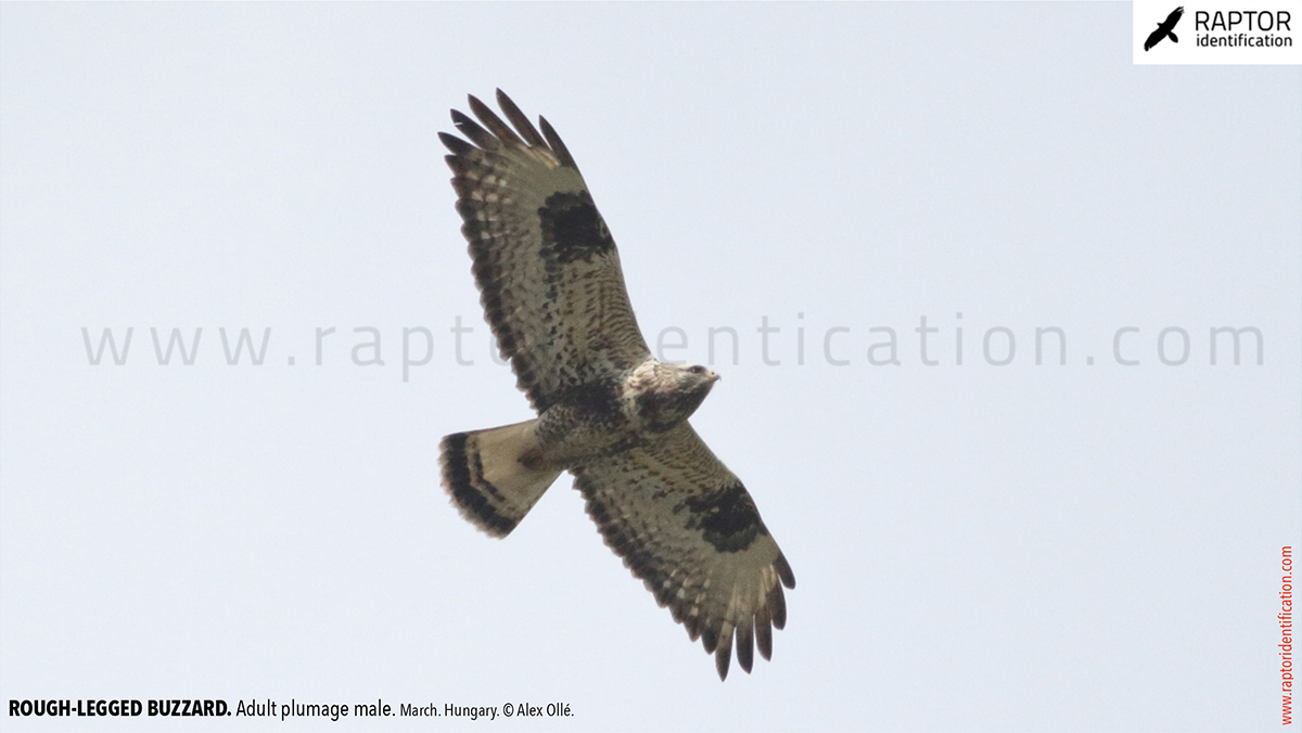 Rough-legged-buzzard-male-adult-identification-buteo-lagopus