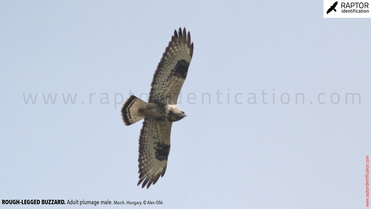 Rough-legged-buzzard-male-adult-identification-buteo-lagopus